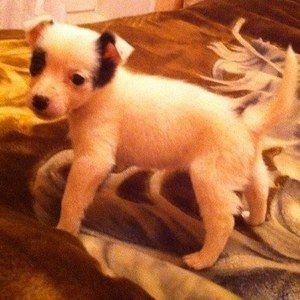 Meet your Posher, Annie